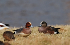 David Plant Photography - Wildlife Photographer - American wigeon male - B